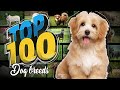 Top 100 dog breeds ranked by popularity