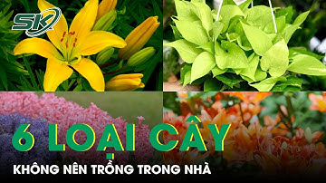 6 Loại Cây Cảnh Đẹp Nhưng Độc, Không Nên Trồng Trong Nhà | SKĐS