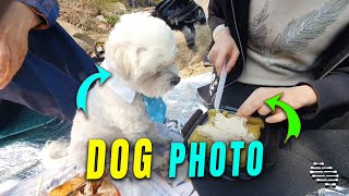 Dog Objects to Being Photographed During His Birthday