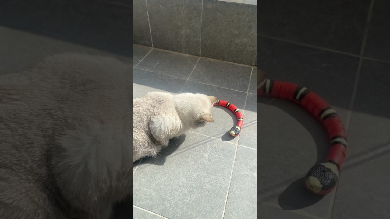 Взял змею измором