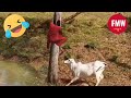 Funny  hilarious peoples life  77  try not to laugh  funny fails compilation 2024