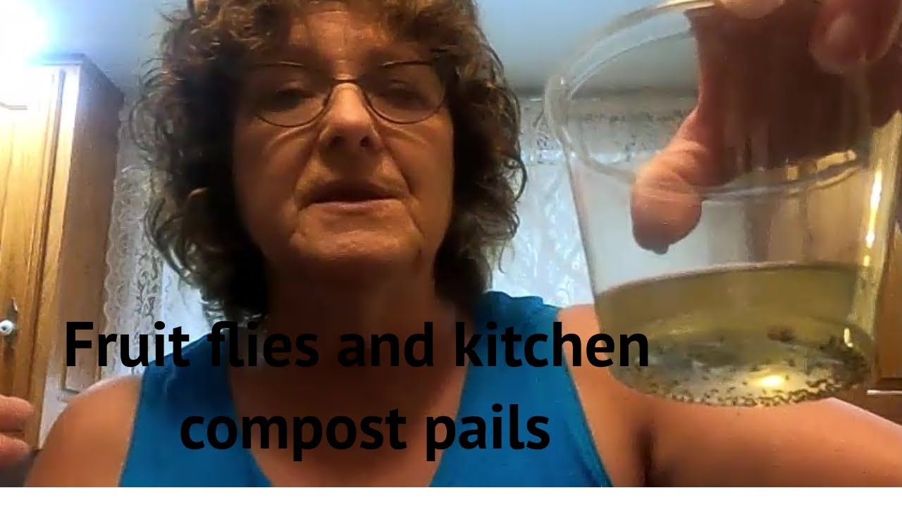 Fruit flies and compost pail YouTube