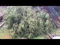 04.10.20 Giant Tree fell due to heavy rain