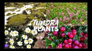 Tundra Plants
