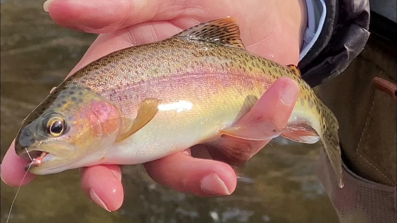 Euro nymphing cold windy conditions in North Carolina 