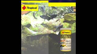 TROPICAL | Insect Menu Flakes screenshot 1