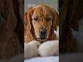 父犬「……え？」子犬を見た瞬間、パグは何も言わずに部屋を出た