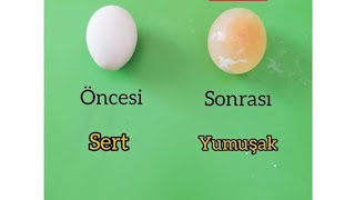Sirkeli Suda Ve Kolada Yumurta Beklettikyumuşacık Oldu I
