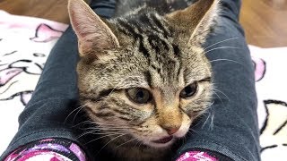 妹の脚の間にスッポリはまってしまった子猫w