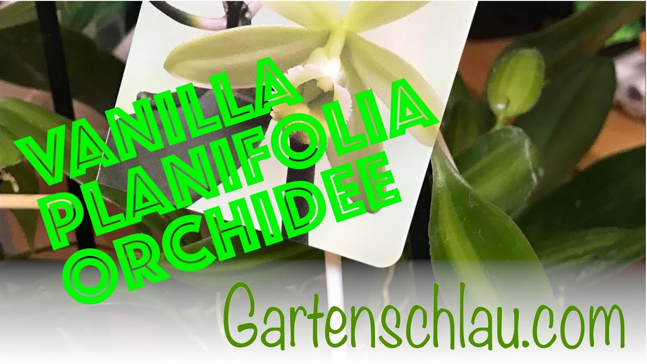 Vanillepflanze richtig pflegen: Warum sie klettern muss