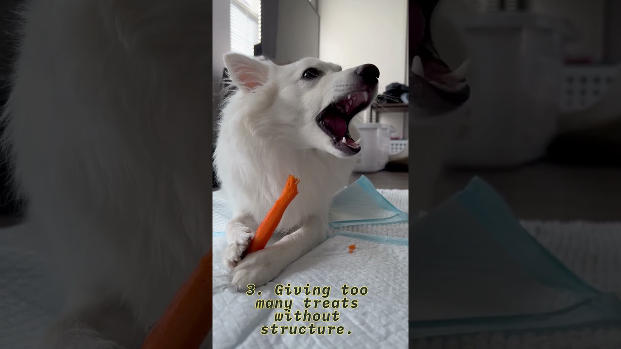 6 Common Mistakes Dog Owners Make and How to Fix Them