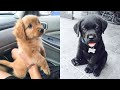 Cute puppies doing funny things 2021 10 cutest dogs