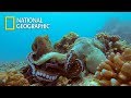 Octopus eat another Octopus and that's Natural?｜National Geographic