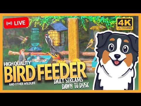 🔴 LIVE! 4K Bird feeder | Orioles, Woodpeckers, House Finch | Dawn to Dusk Stream | Cat TV | Nature