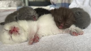 Tiny kittens sleep sweetly   you can't help but fall in love