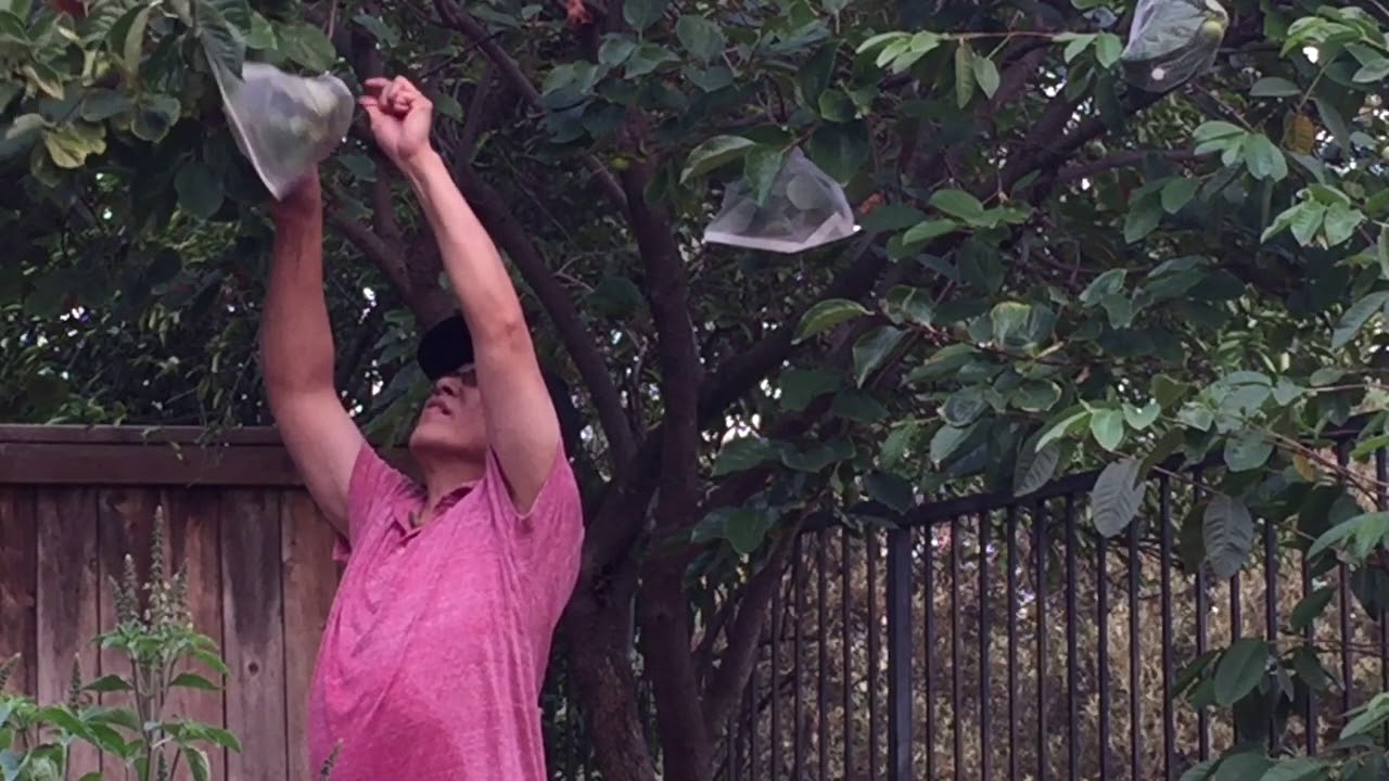 Protect Fruits from Birds and Rodents with Net Bags YouTube