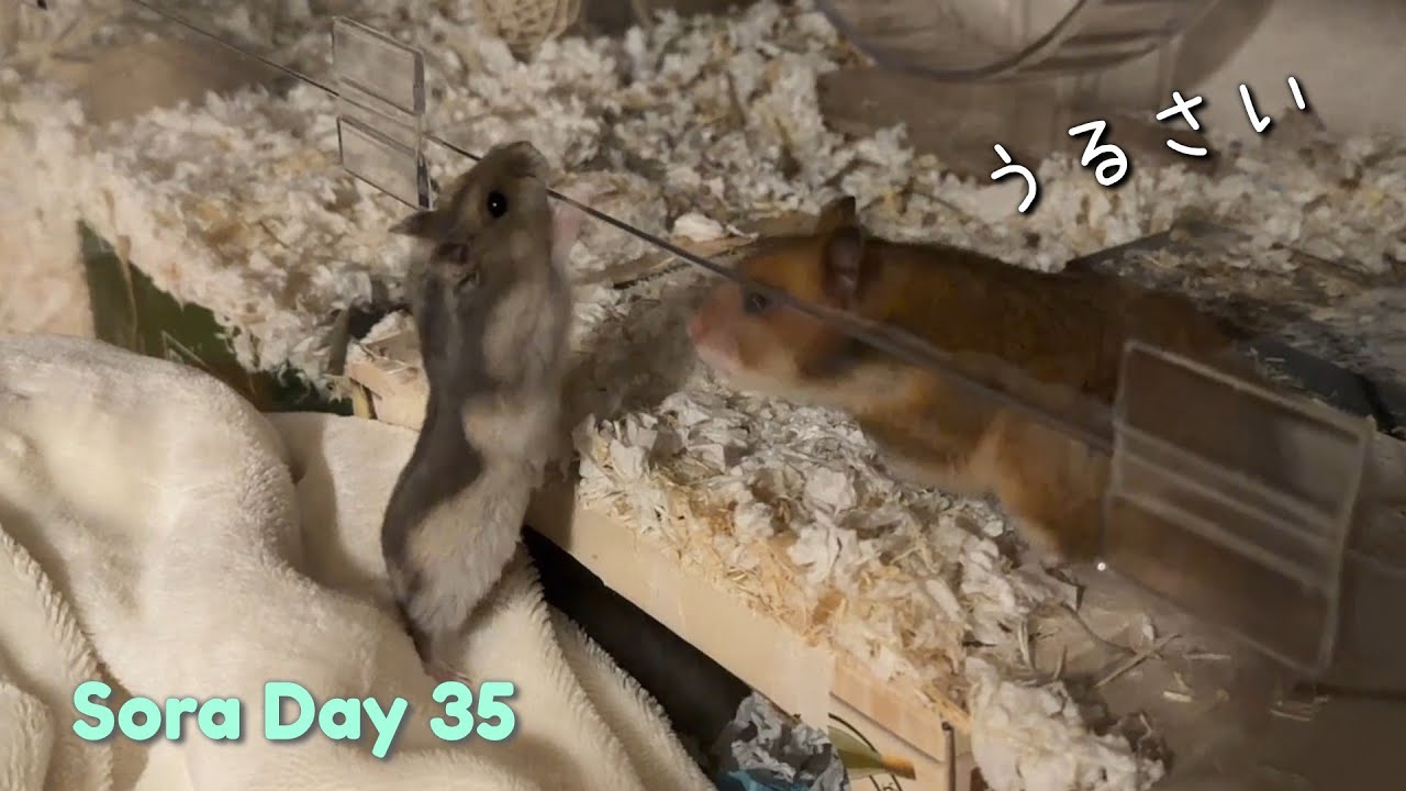 またソラが大暴れ!?😂個性豊かな3ハムの賑やかな夜のルーティン｜部屋んぽ【お迎え35日目】