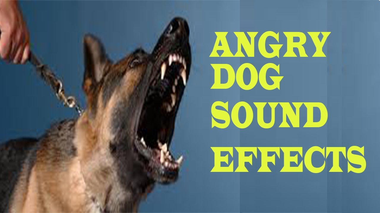 Angry DOG Bark  Growl Sound Effects