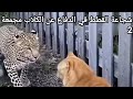 شجاعة القطط في الدفاع عن الكلاب مجمعة 2