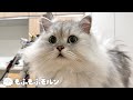 未知の巨大物体と遭遇するもふもふ猫 【サイベリアン】