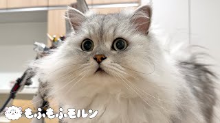 未知の巨大物体と遭遇するもふもふ猫 【サイベリアン】