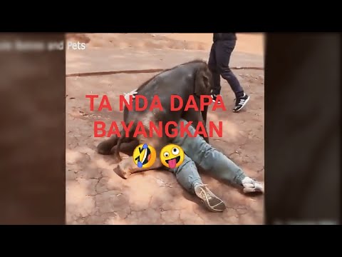 Hewan Vs Manusia Keseruan Dan Kelucuan Manusia Vs Hewan Youtube