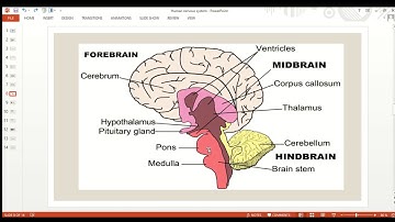 HUMAN NERVOUS SYSTEM  (PART A) | GENERAL SCIENCE | UNIT:01, GRADE 8 | KNOWLEDGE IS POWER