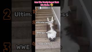 Cats Who Totally Regret Their Life Choices! 🤣😝  #trending #shortvideo  #cat