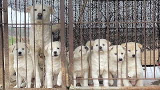 개장수에게 팔려갈 뻔했던 유기견 가족