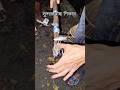 Unique Teta Fishing! #fish #rrrfishingbd #trendingshorts