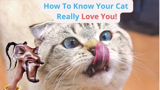 How To Know Your Cat Really Love You by METARERM 226 views 8 months ago 2 minutes, 26 seconds