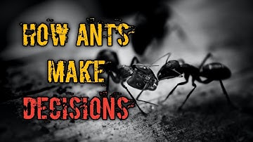 How Ants make Decisions | Ants | Ant Colonies