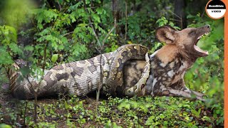 Wild Dogs Face Down a Huge Python