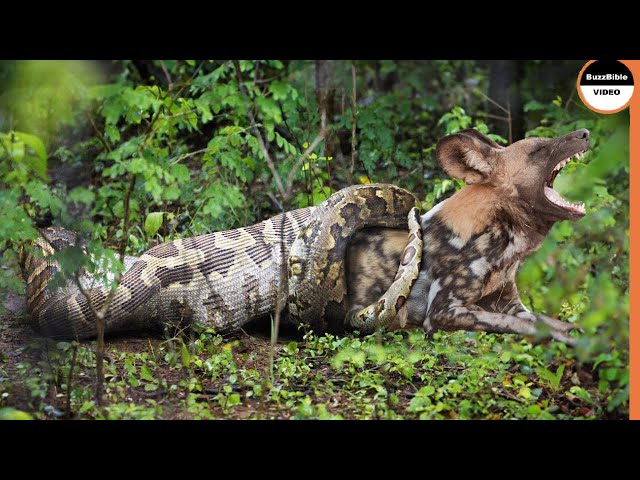 Wild Dogs Face Down a Huge Python class=