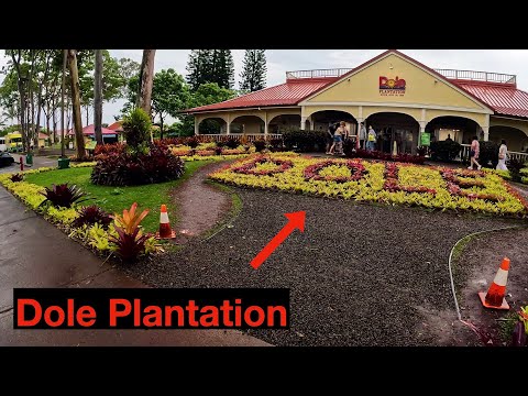 The Dole Plantation