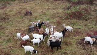 Download Lagu UAV Invaluable Resource for Goat Herding MP3
