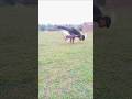 🔥 Unique Calisthenics Pose Challenge 💪 | Insane Balance & Strength #Shorts#catmemes