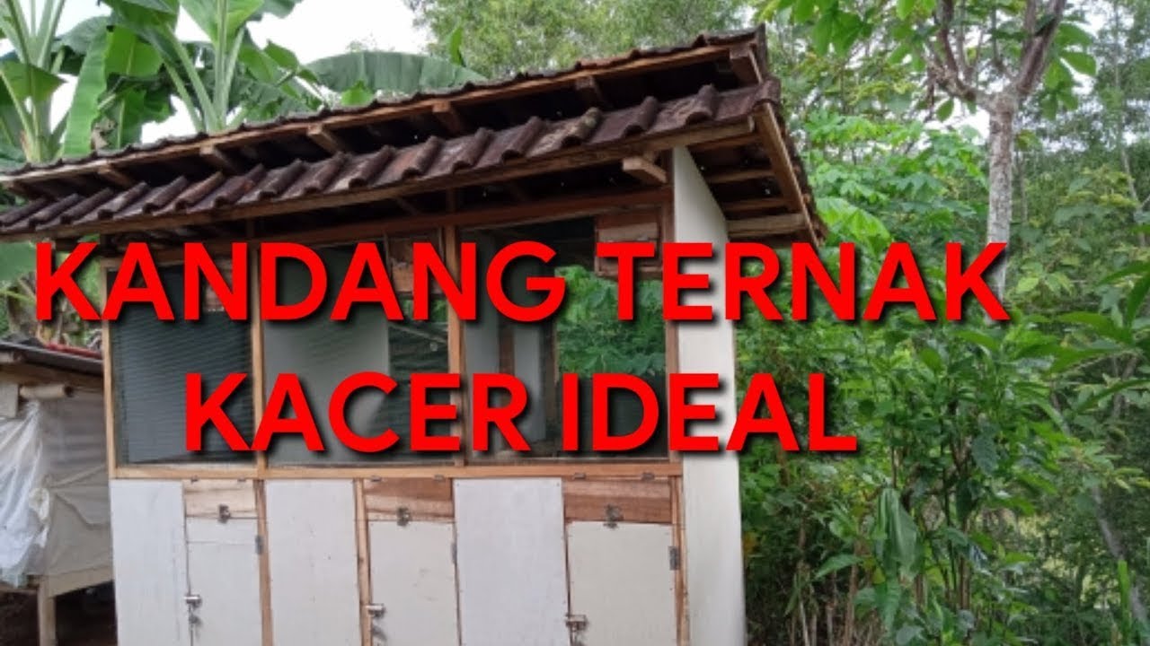 Kandang ternak Kacer Sederhana 