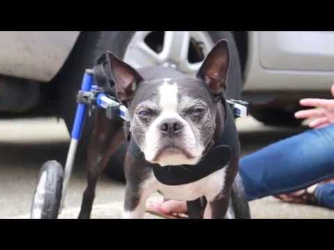 wheelchair sign Paralyzed French Bulldog Receives Walkin' Wheels Dog Wheelchair!
