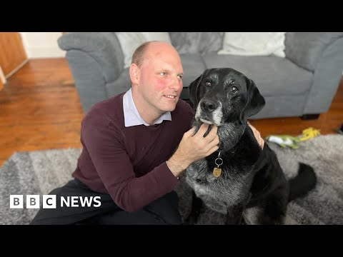Guide dog Sammy takes last walk before retirement – BBC News