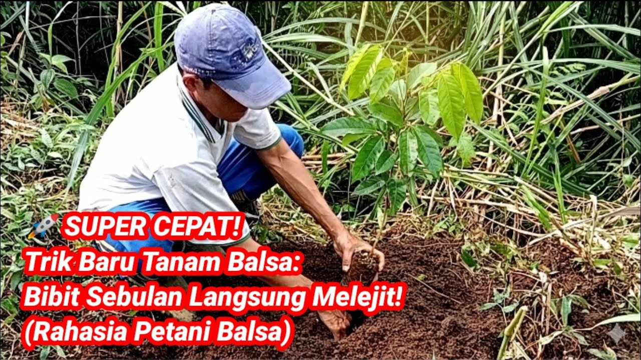 Новый способ быстро вырастить большие деревья из семян бальзового дерева, используя их семена.