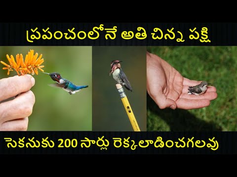 Humming Bird Facts Telugu | ప్రపంచంలోనే అతి చిన్న పక్షి హమ్మింగ్ పక్షి |  Purushotam Academy