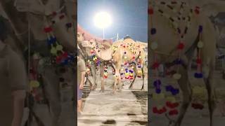 camel mandi veiw#qurbani #cow #bail #eiduladha2026#bakra #bull #cowlover #mandi #animals #beautiful