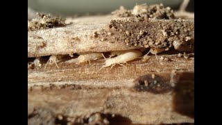 Information Termite Control Phoenix by Bills Pest Termite Control Update