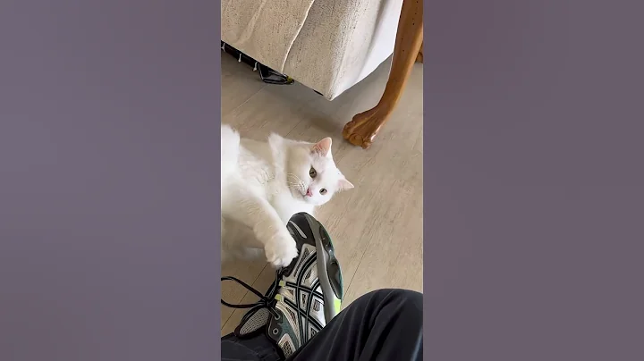 Video 11439381: white turkish angora cat, cute turkish angora cat, cat fight cute