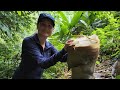 Picking giant young bamboo shoots up in the mountain of thailand