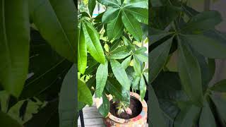 🎰 Watch Us Build From Nothing..  #texasraised #greenery #plantlife #plantlover #garden #moneytree