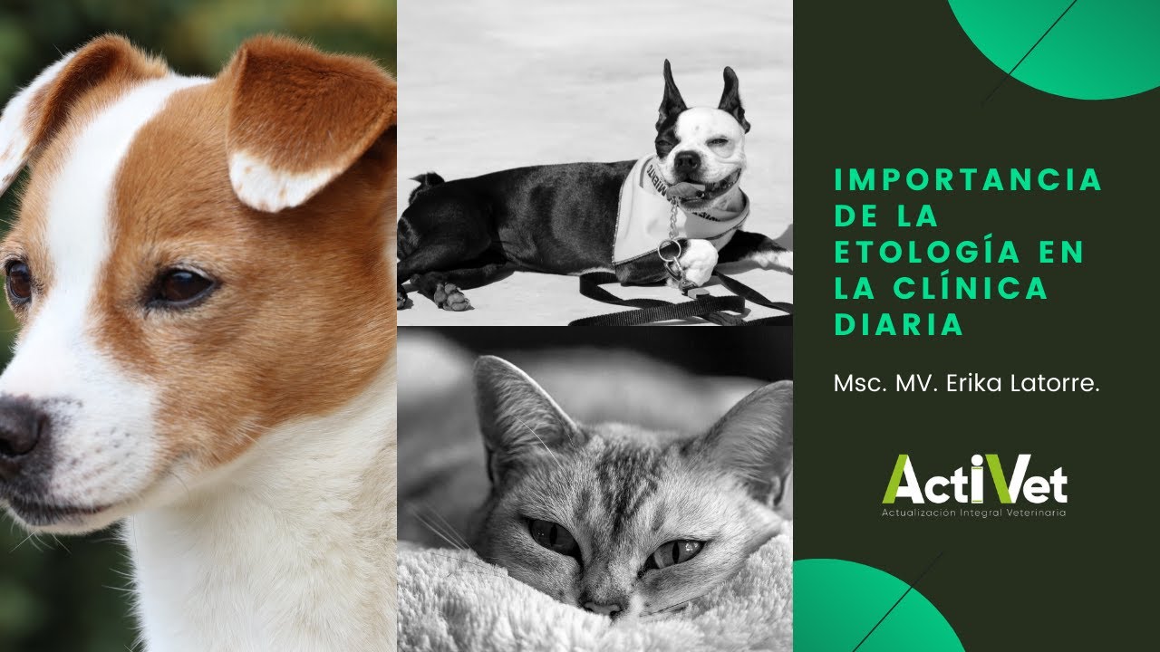 Importancia de la etología en la clínica diaria / Erika Latorre