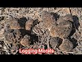 Ep705162024 harvesting morels mushrooms in california usa