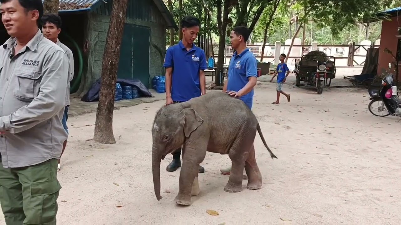 កូនដំរីកំសត់ ឈ្មោះ(លំផាត់) ឆ្លាតណាស់គួរឱ្យស្រឡាញ់..